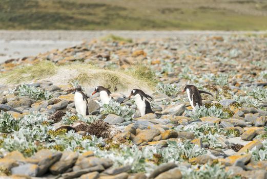 Group of Gentoo penguins hopping over rocks to sea at Bluff Cove Falkland Islands
