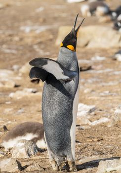 King Penguin standing erect on the beach at Bluff Cove on Falkland Islands and making call