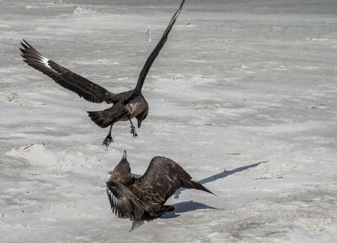 Skua seabirdsin aggressive fight at Bluff Cove on Falkland Islands