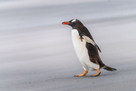 Gentoo penguin walking on beach to sea at Bluff Cove Falkland Islands with wings outstretched