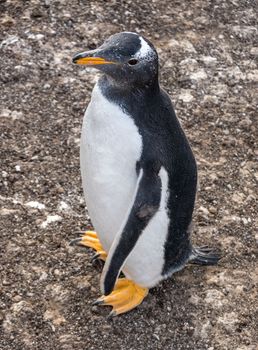 Gentoo penguin standing at Bluff Cove Falkland Islands