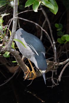 Black-crowned night heron perched on a branch and getting ready to dive. Found in Everglades, Florida, United States