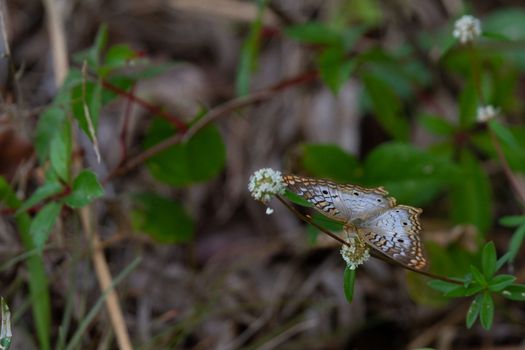 White Peacock Anartia-jatrophae butterfly that landed on a small plant, near Everglades, Florida, USA