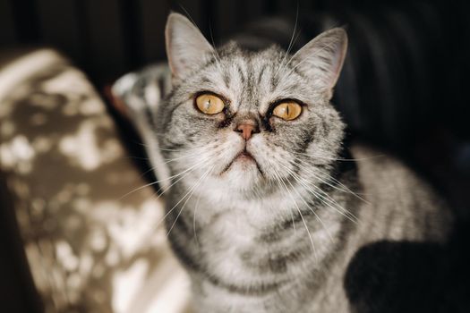 fluffy grey house cat sitting on the couch.