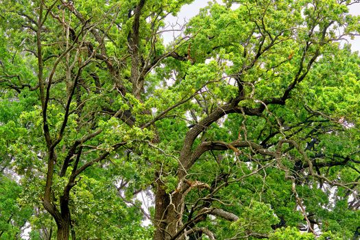 Green crown of a large strong old tree with spreading branches. High quality photo