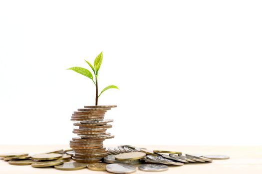 Small tree on the top of a pile of coins isolated on white background, used for business ideas and financial growth.