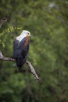 African fish eagle standing in a branch with natural background in Kruger National park, South Africa ; Specie Haliaeetus vocifer family of Accipitridae