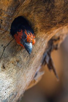 Black collared Barbet nesting in tree hole in Kruger National park, South Africa ; Specie Lybius torquatus family of Ramphastidae