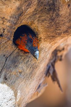 Black collared Barbet nesting in tree hole in Kruger National park, South Africa ; Specie Lybius torquatus family of Ramphastidae