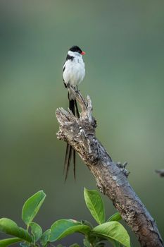 Pin-tailed Whydah in Kruger National park, South Africa ; Specie Vidua macroura family of Viduidae