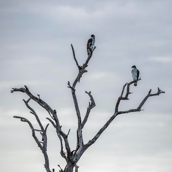 African Hawk-Eagle couple in dead tree in Kruger National park, South Africa ; Specie Aquila spilogaster family of Accipitridae