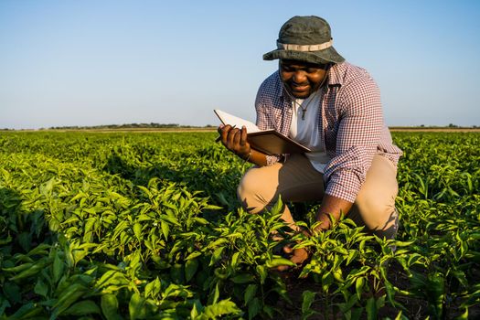 Farmer is standing in his growing chili pepper field. He is examining progress of plants.