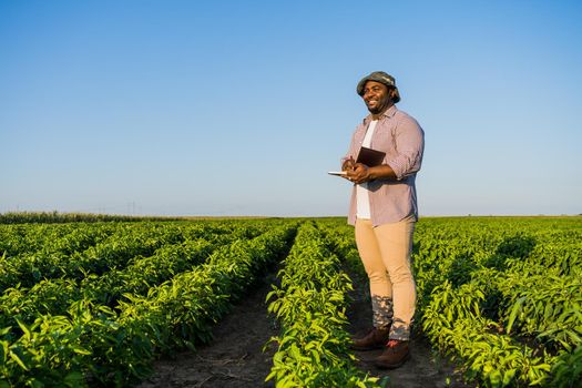 Farmer is standing in his growing chili pepper field. He is examining progress of plants.