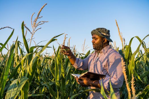 Farmer is standing in his growing corn field. He is examining progress of plants.