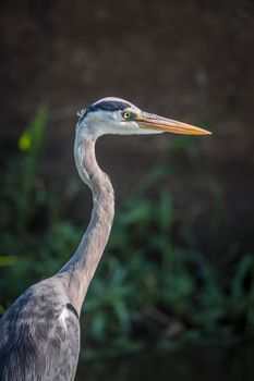 Grey Heron portrait in Kruger National park, South Africa ; specie Ardea cinerea family of Ardeidae 