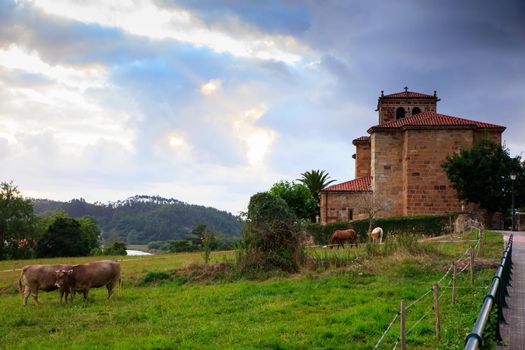Cow grazing in the countryside. Church of Nuestra Senora de Septiembre in the background Arce. Spain