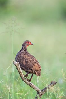 Swainson's Spurfowl perched in branch in Kruger National park, South Africa ; Specie Pternistis swainsonii family of Phasianidae