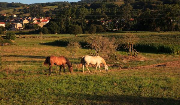 View of horses in the farm animals