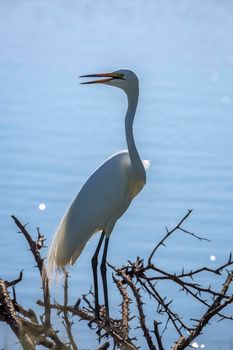 Western Great Egret in backlit in blue background in Kruger National park, South Africa ; Specie Ardea alba family of Ardeidae 