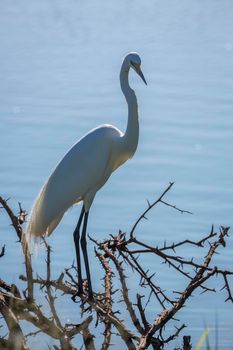 Western Great Egret in backlit in blue background in Kruger National park, South Africa ; Specie Ardea alba family of Ardeidae 