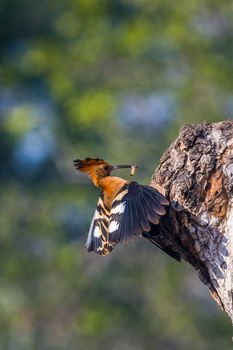 African hoopoe in Kruger National park, South Africa ; Specie Upupa africana family of Upupidae