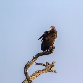 Lappet faced Vulture in Kruger National park, South Africa ; Specie  Torgos tracheliotos family of Accipitridae