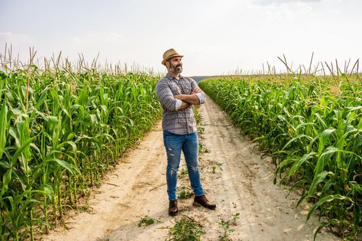 Proud farmer is standing in his growing corn field. He is satisfied because of successful season.