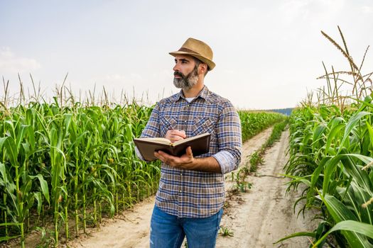 Agronomist is standing in growing corn field. He is examining corn crops after successful sowing.