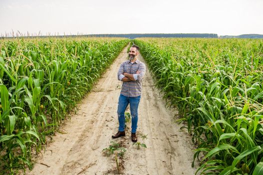 Proud farmer is standing in his growing corn field. He is satisfied because of successful season.