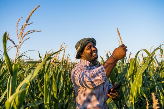 Farmer is standing in his growing corn field. He is satisfied because of good progress of plants.