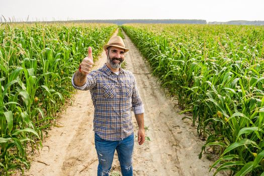 Proud farmer is standing in his growing corn field. He is satisfied because of successful season.