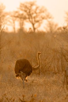 African Ostrich in Kruger National park, South Africa ; Specie Struthio camelus family of Struthionidae