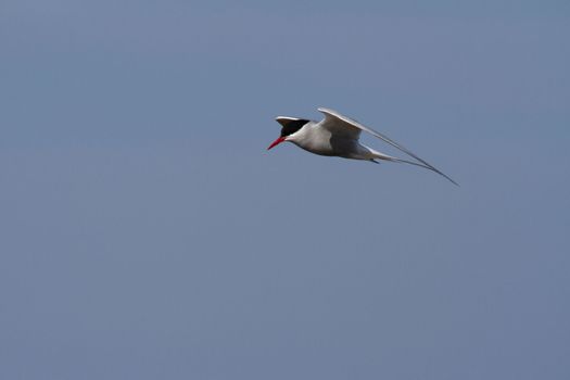 Arctic tern or Sterna Paradisaea, in flight with wings spread out and blue skies in the background, Arviat, Nunavut, Canada