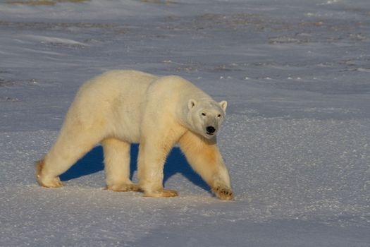 A beautiful polar bear walks on snow on a sunny day while staring at the camera, near Churchill, Manitoba Canada