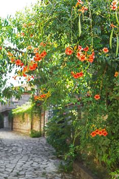 flower-covered streets of the southern city