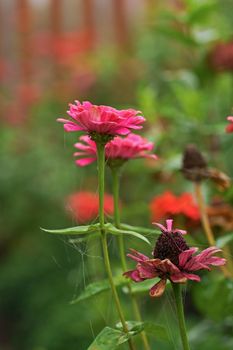 Autumn, floral background. Large dense bush with autumn flowers. A beautiful bush grows in the garden