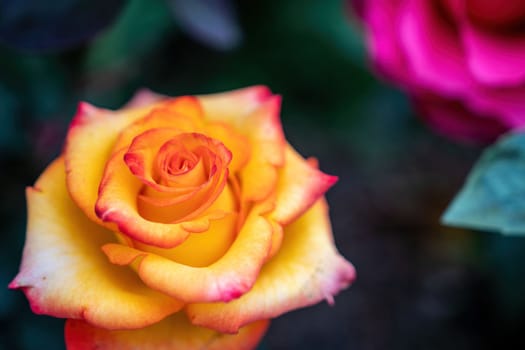 Beautiful Rose and Rosebuds in Rose Garden, Close Up, Selective Focus