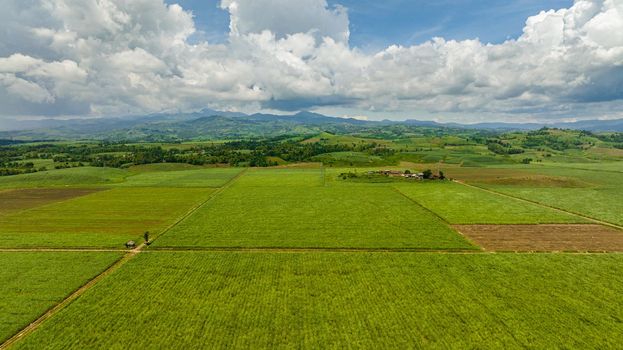 Aerial drone of plantation of sugar cane in the countryside. Negros, Philippines