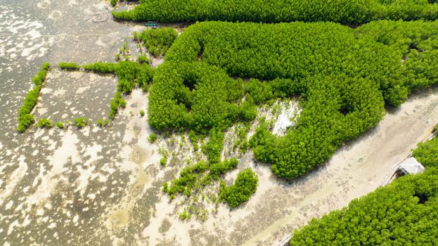 Coastline with green mangroves and forest. Mangrove landscape. Bantayan island, Philippines.