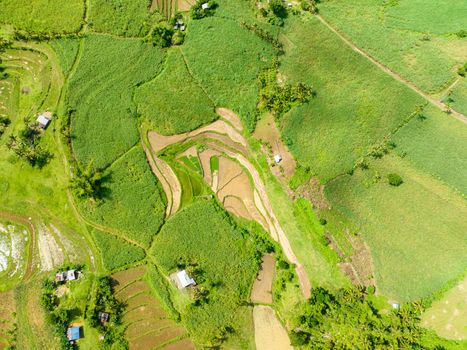 Aerial view of farmland with rice fields and sugarcane plantations. Negros, Philippines