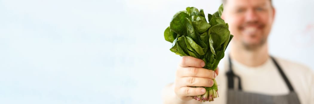 Cook in apron holds bunch of spinach lettuce and sorrel in hands. Health food and vegetarian food concept
