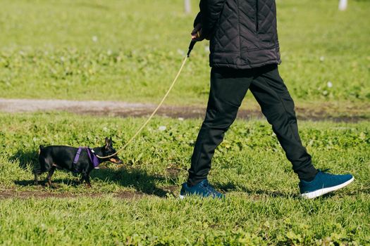 The Daily routine. A Man and His Canine Companion on a Park Walk.