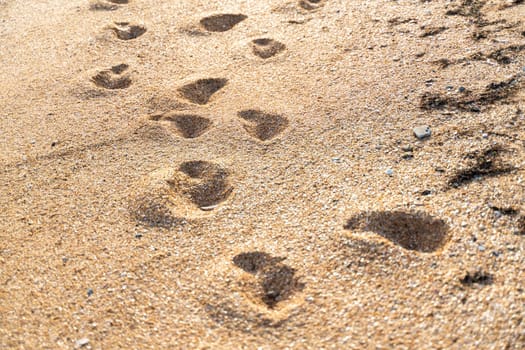 Human footprint on sand summer beach background with copyspace.