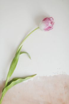 single fresh pink tulip isolated on a white background. banner, top view, spring concept. Woman Day, Easter or Valentine's day greeting card.