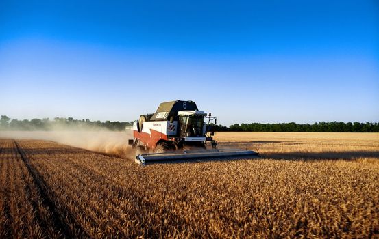 Harvester works in the field. Combine Harvesting Wheat. Field field of cereals during harvesting. Modern equipment works. 07.07.22, Rostov region, Russia.