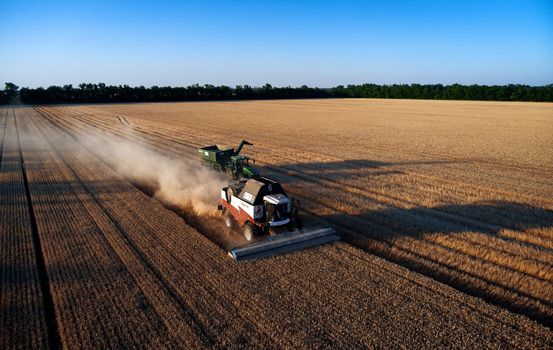 Harvester works in the field. Combine Harvesting Wheat. Field field of cereals during harvesting. Modern equipment works. 07.07.22, Rostov region, Russia.