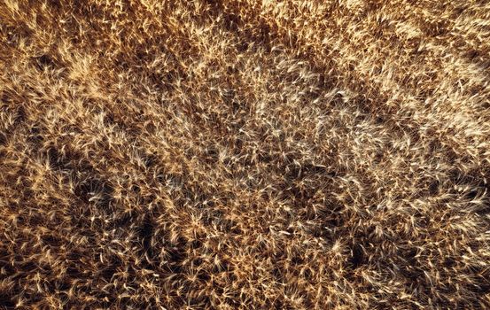 Top view of a wheatfield. Organic food. Flying over a field Directly above view of wheat field. Field before harvesting. Agriculture background. Drone flying over ripened wheat field.