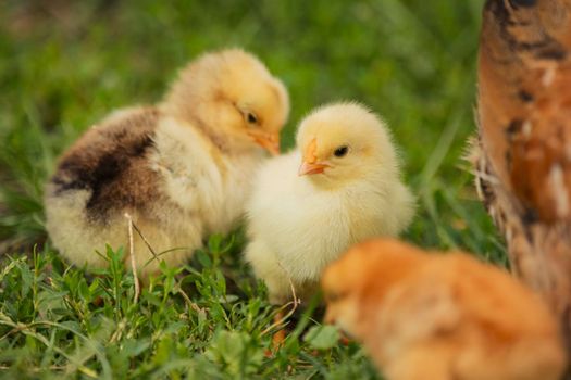 chickens with their mother walk on the grass, close-up