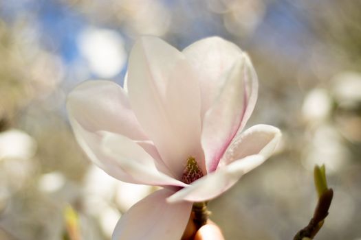 Magnolia flowers in pink blossom nearby, beautiful natural background. High quality photo