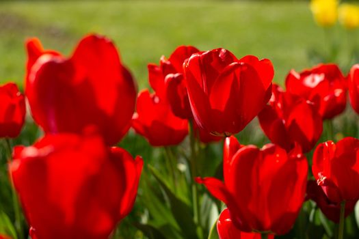 Tulip flowers in red blossom nearby, beautiful natural background. High quality photo